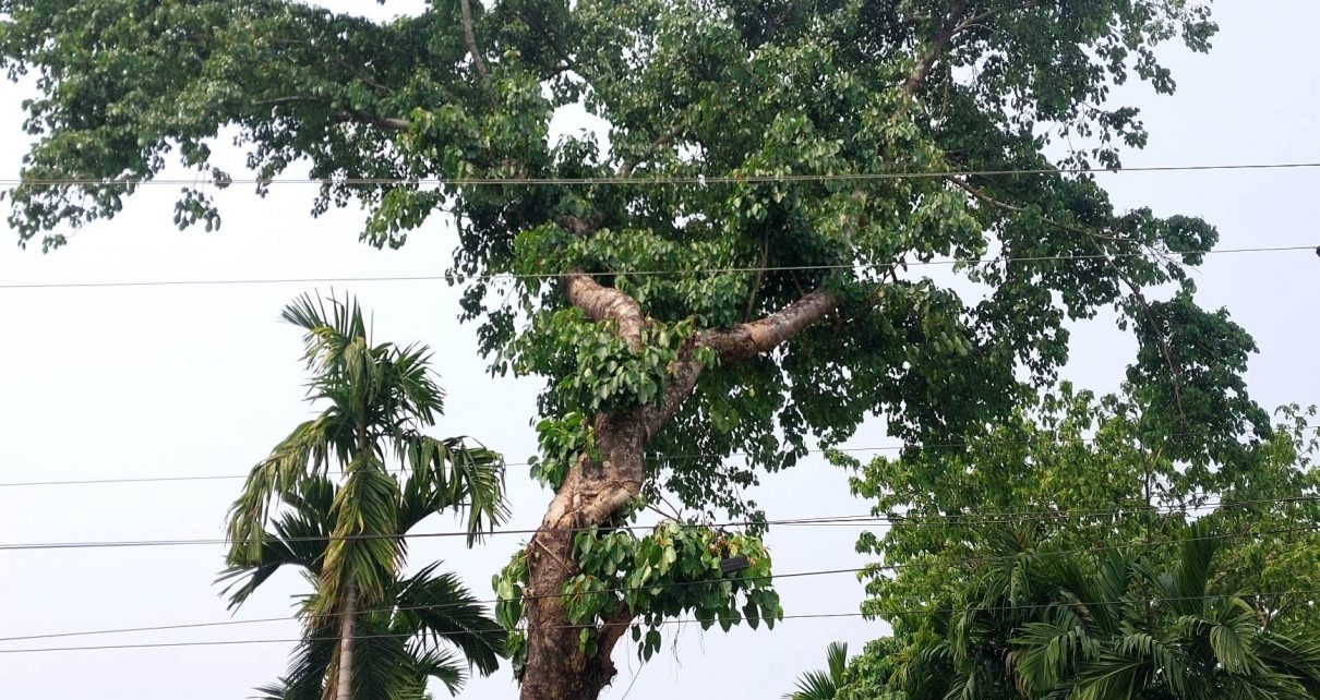 प्रतिनिधीमुलक तस्वीर